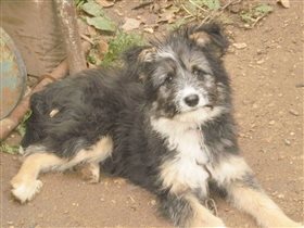 Назвали Тарзаном, а оказалось, я - Тарзанка 