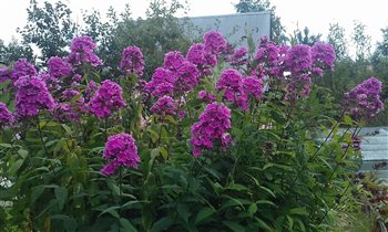 флокс розовый