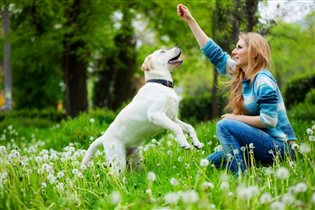 Какие растения могут быть опасными для собак