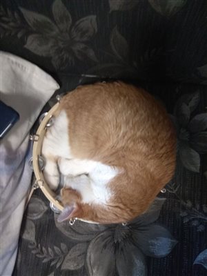 Круглый кот