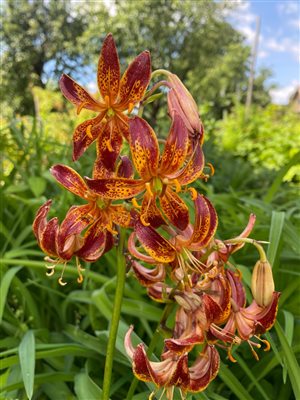 Мартагон Арабиан Найт (?)